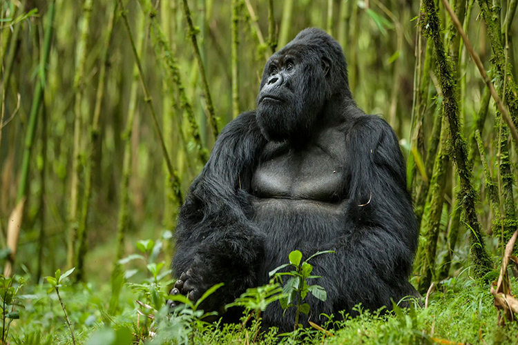 VIRUNGA NATIONAL PARK